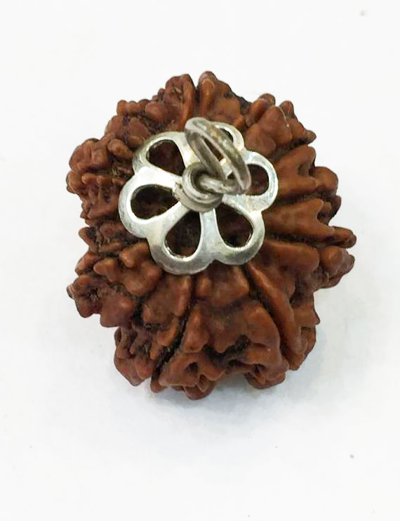 11 Mukhi Nepali Certified Rudraksha Silver Pendant
